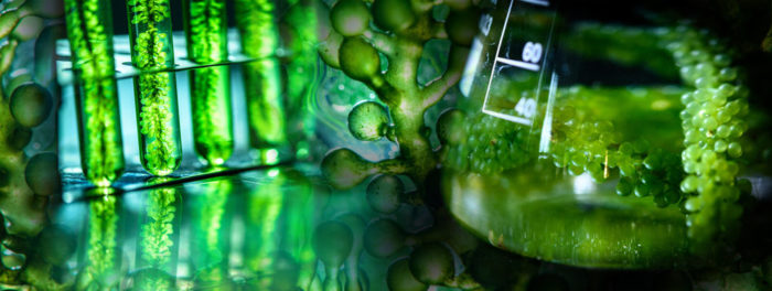 environmental science courses